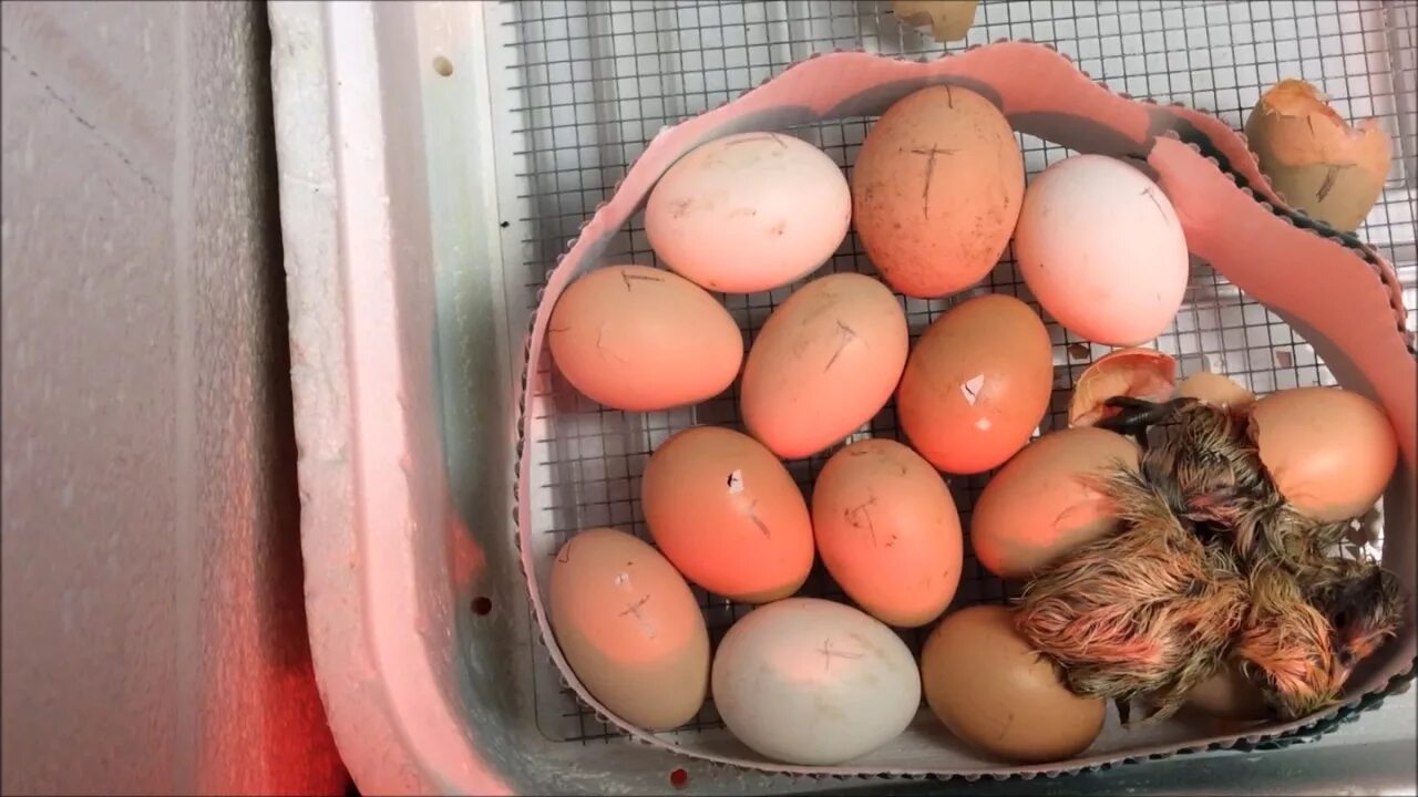 Как определить пол куриного яйца.