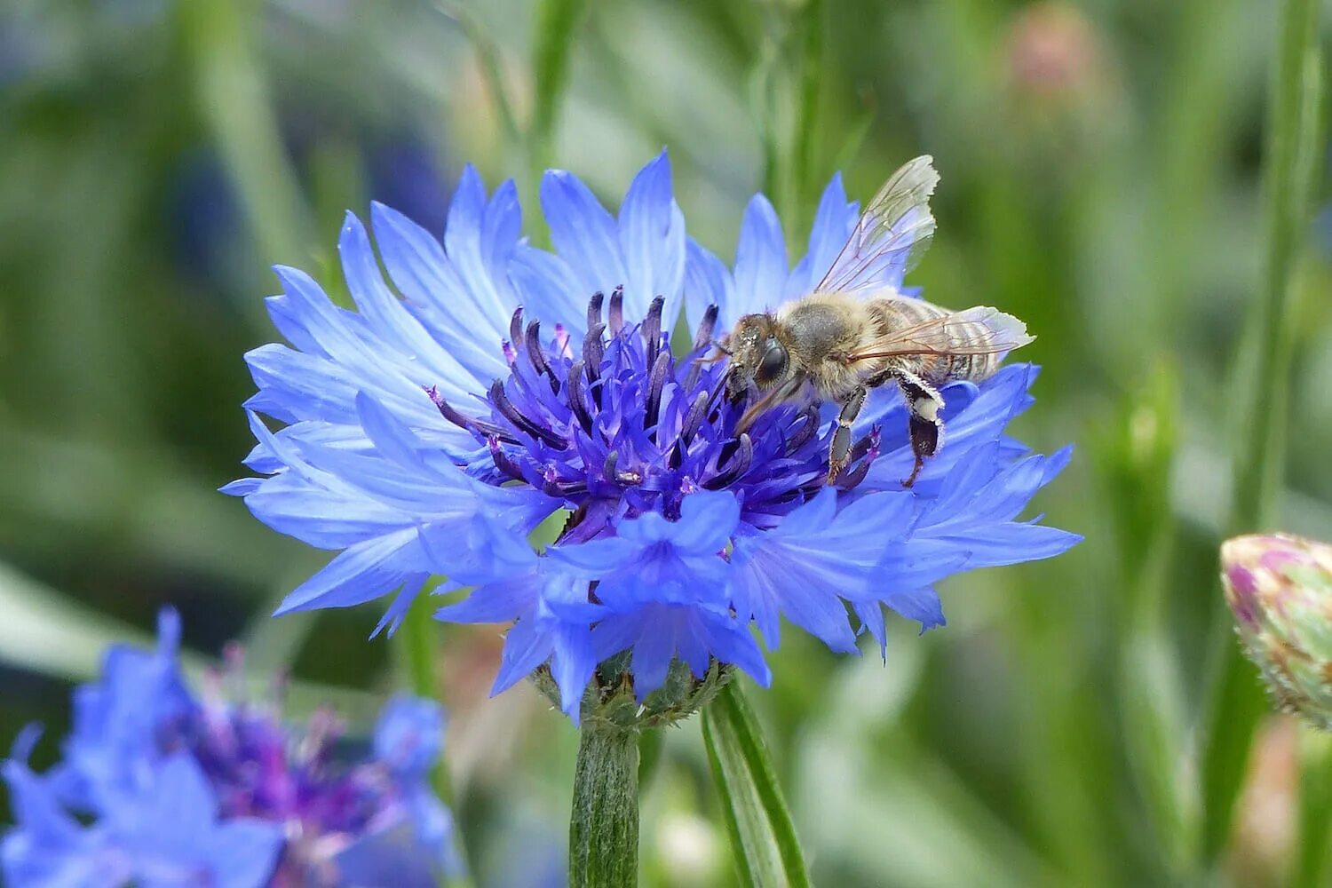 Время васильков. . 8.8 Centaurea cyanus - Василек синий горшке фото.