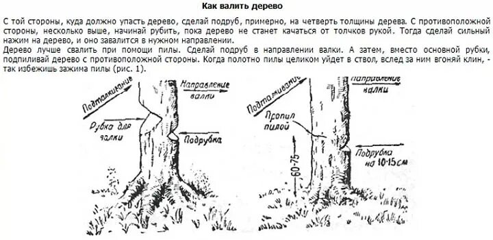 Спил деревьев как правильно. Схема спиливания дерева бензопилой. Схема Валки деревьев. Валка дерева бензопилой схема. Как правильно валить деревья бензопилой в нужном направлении.