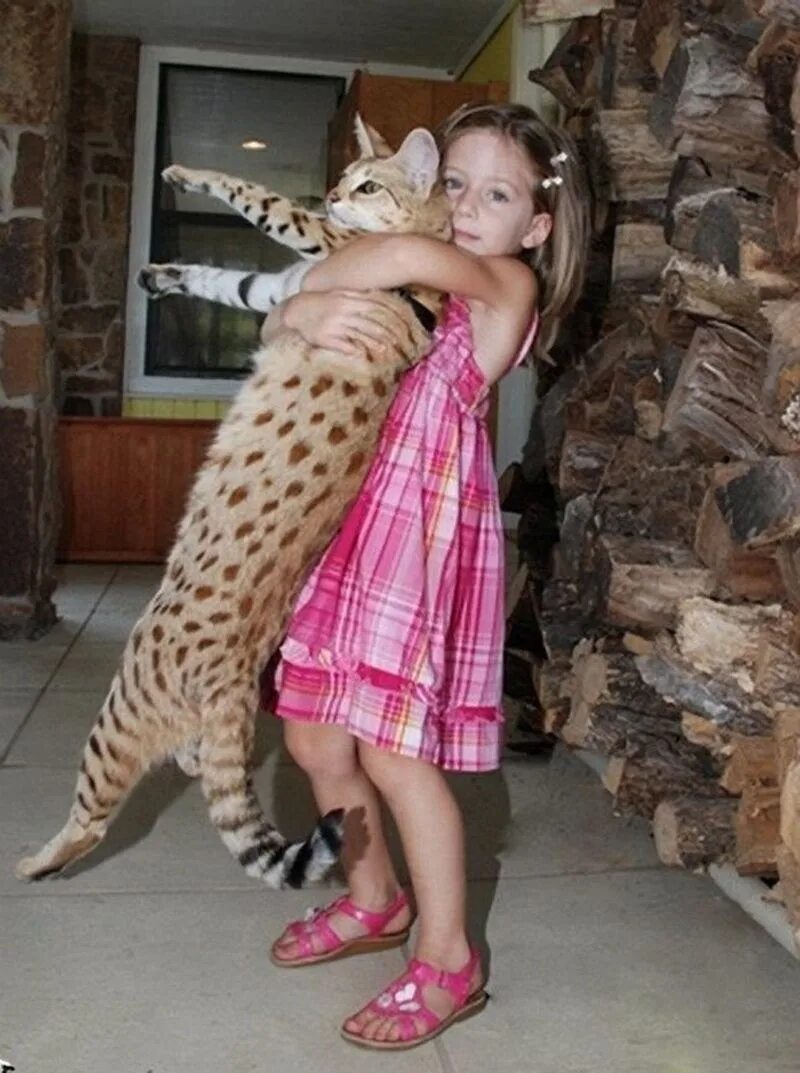 саванна кошка f1. саванна ашера. порода кошек ашера. кошка мейн кун. саванна ашера кошка.