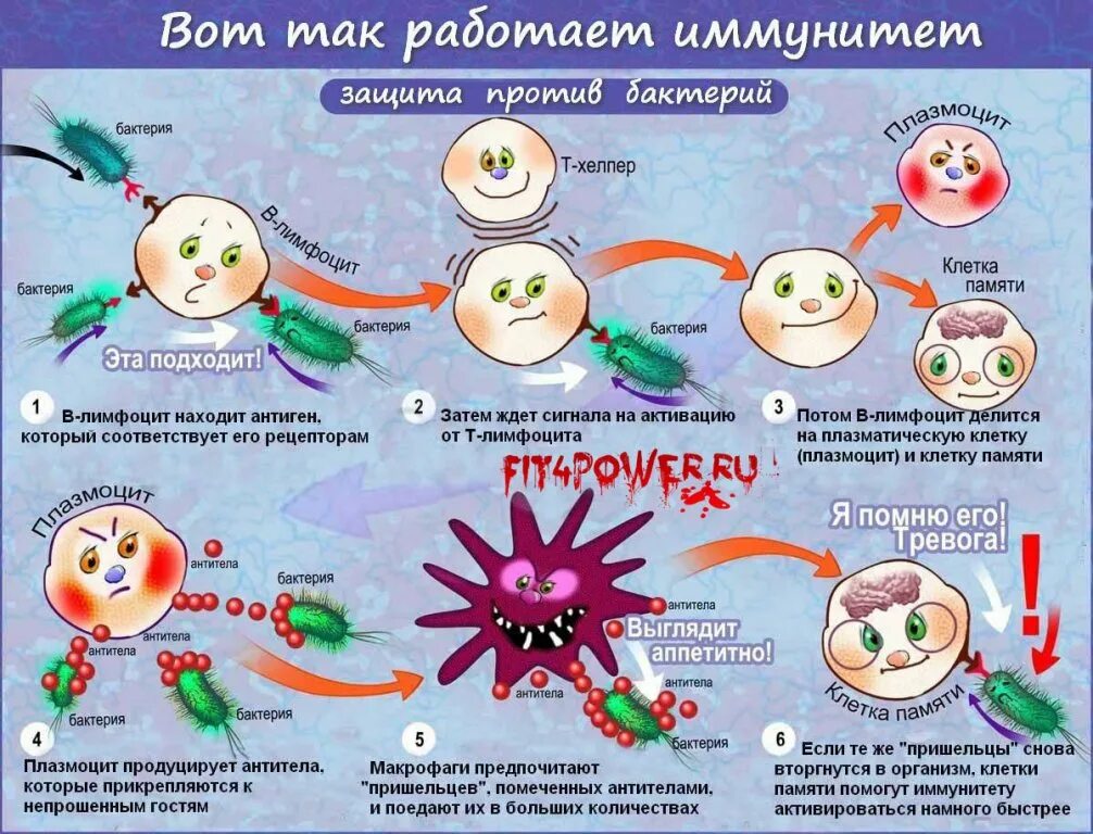 Дел гриппе. Схема выработки иммунитета человека. Защита организма от микробов. Иммунитет против вирусов. Иммунитет против вирусов и бактерий.