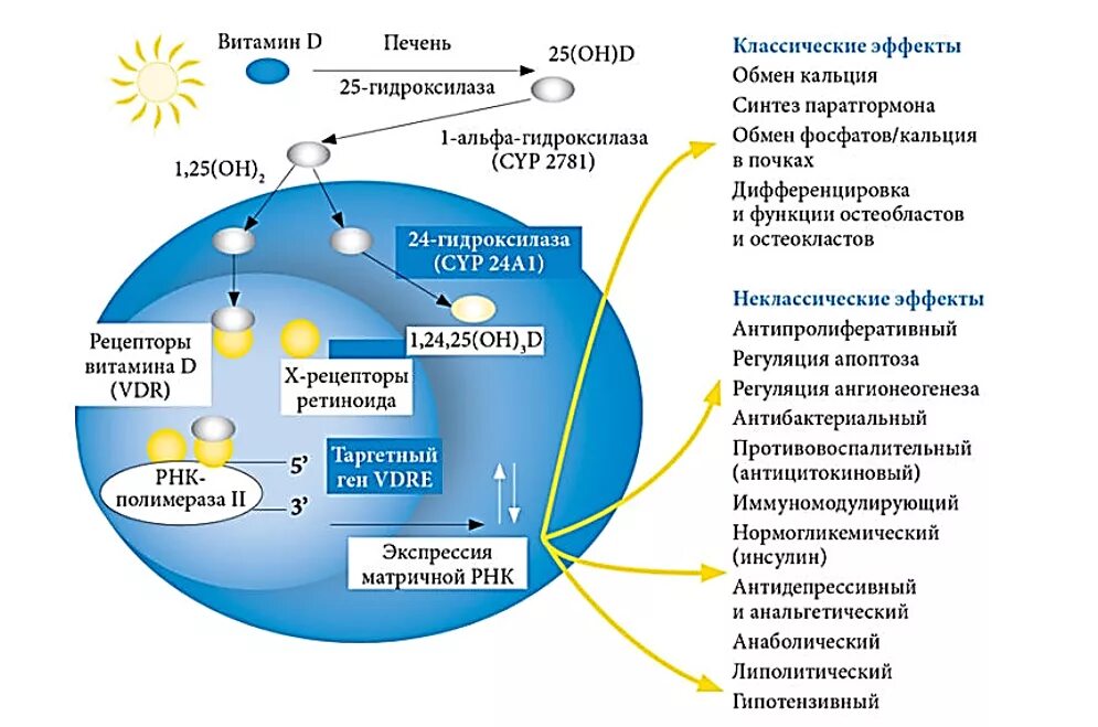 Чем помогает д3. Механизм действия витамина д3. «Неклассические» эффекты витамина д в организме:. Механизм действия витамина d. Витамин д3 Синтез в организме.