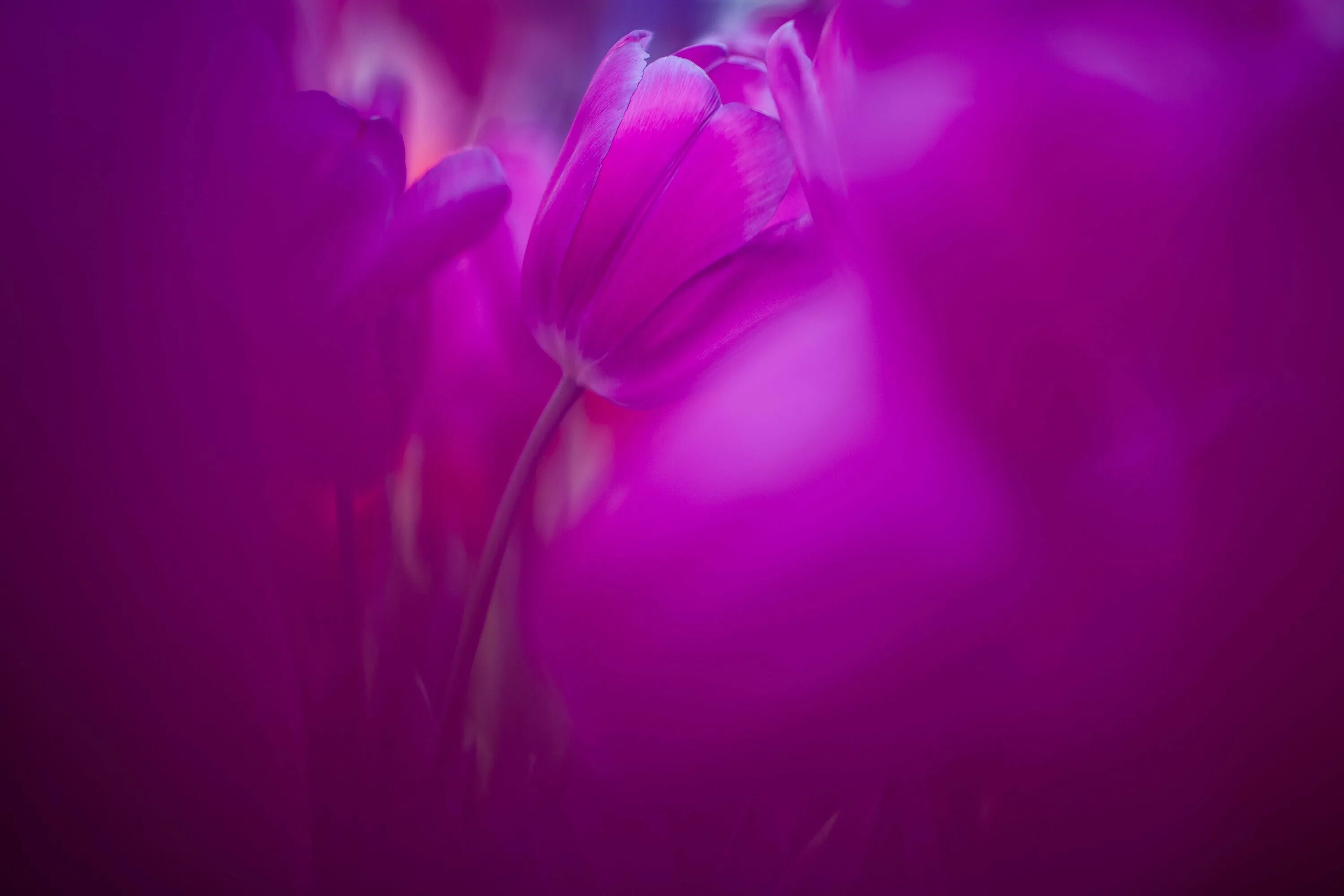 цвет гладкий. бледно фиолетовый. бледно фиолетовый. нежно пурпурный. светло сиреневый цвет.