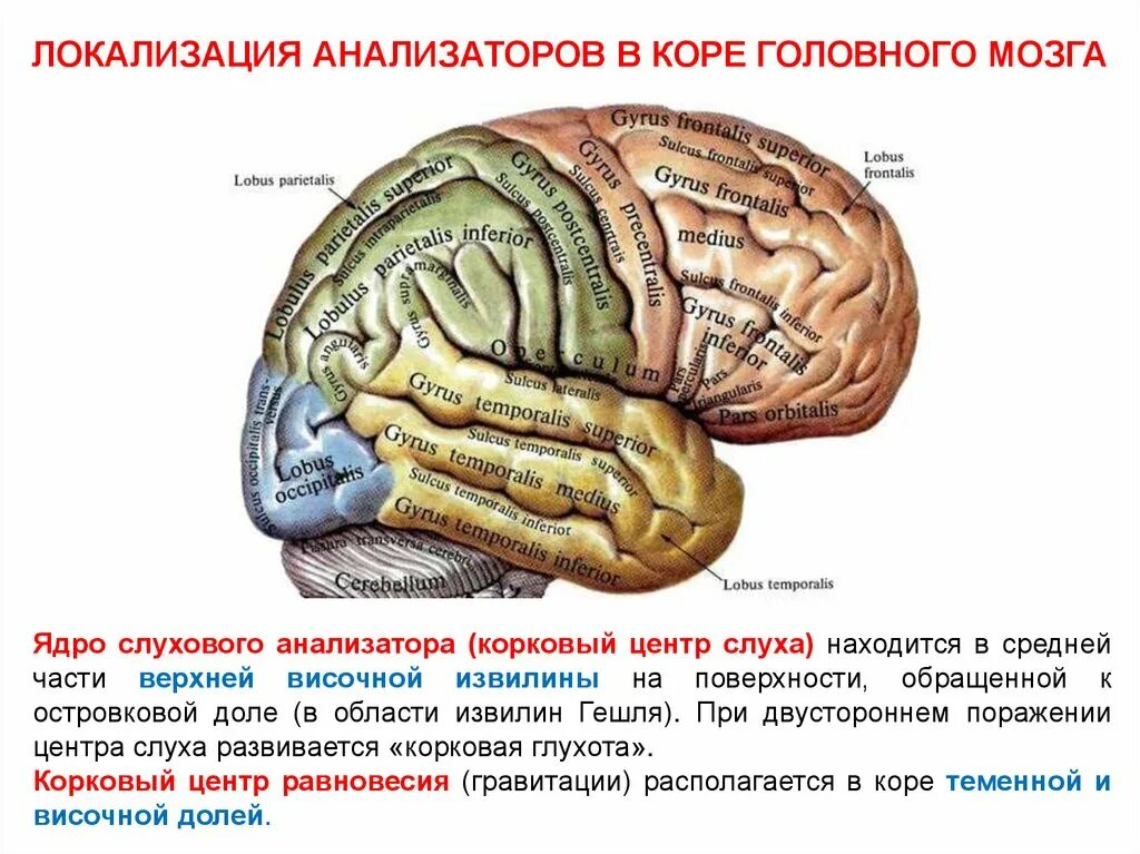 Центры анализаторов в коре головного мозга. Прецентральная извилина головного мозга. Анализаторы коры головного мозга таблица. Конечный мозг борозды и извилины. Борозды и извилины лобной доли.