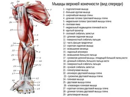 К мышцам туловища относятся дельтовидная