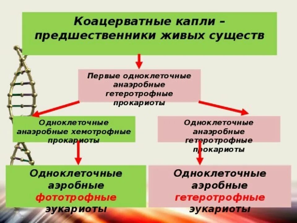 Коацерватные капли предшественники живых существ. Анаэробные гетеротрофные прокариоты. Одноклеточные гетеротрофные прокариоты. Последовательность организмов на ранних этапах эволюции. Последовательность появления групп организмов