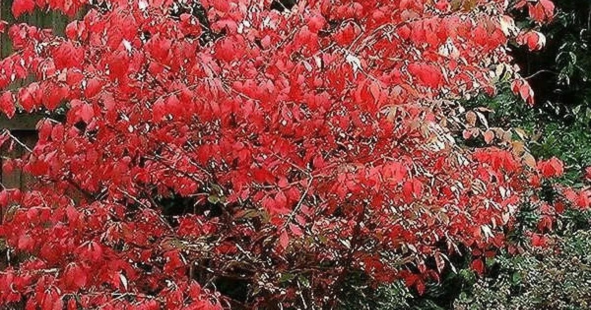 Бересклет как зимует. Бересклет крылатый. euonymus atropurpureus. бересклет крылатый на штамбе. бересклет крылатый зима.