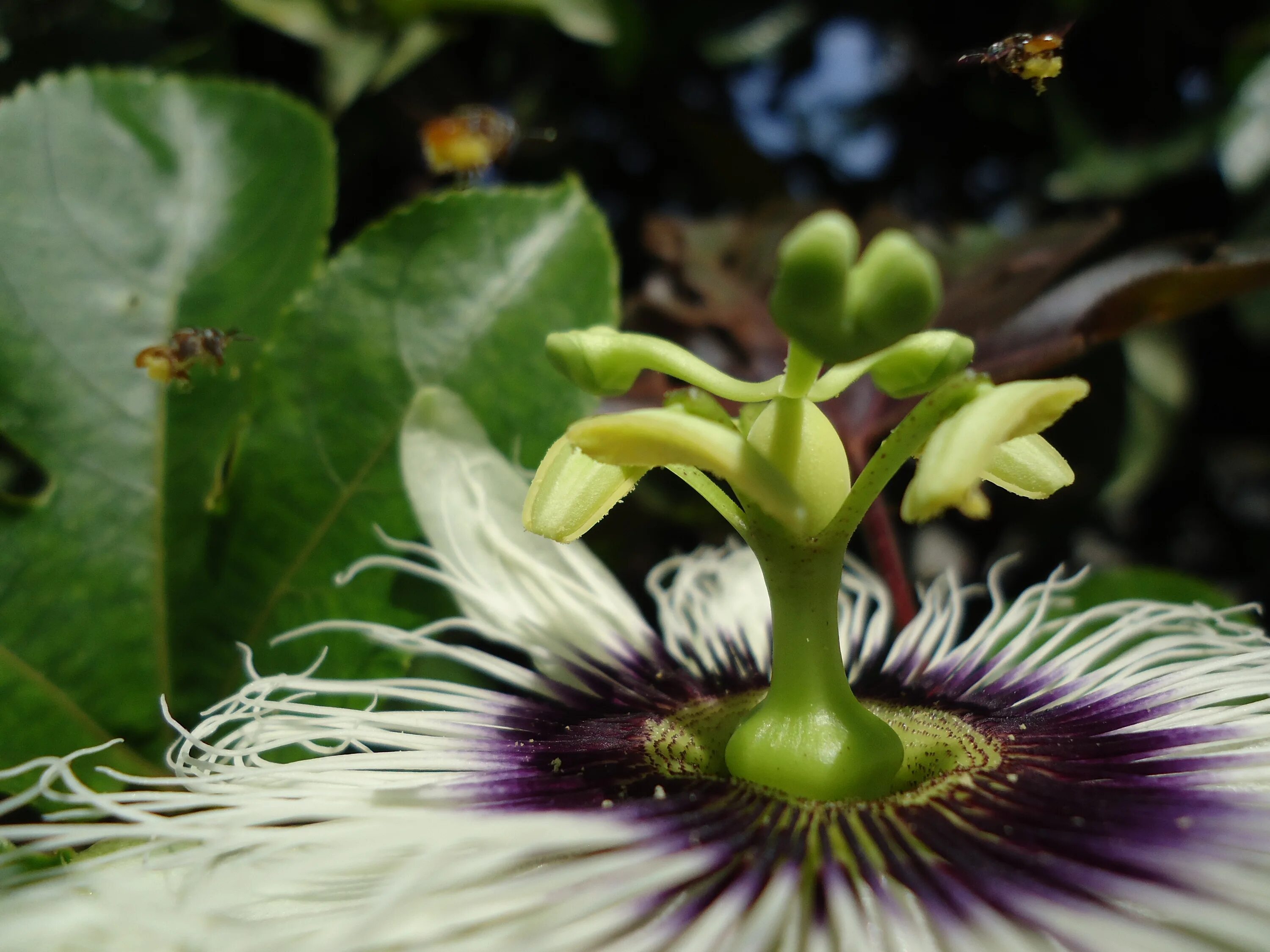 Крылатый цветок. Естественные цветы. Маракуйя цветок опыление. Passiflora edulis опыляют птицы.