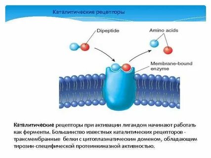 Рецепторы имеет