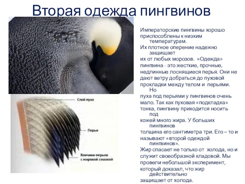 Естественный процесс смены шерстного и перьевого покрова. Чем покрыто тело пингвина. Перья пингвина. Перо пингвина строение. У пингвинов перья или шерсть.