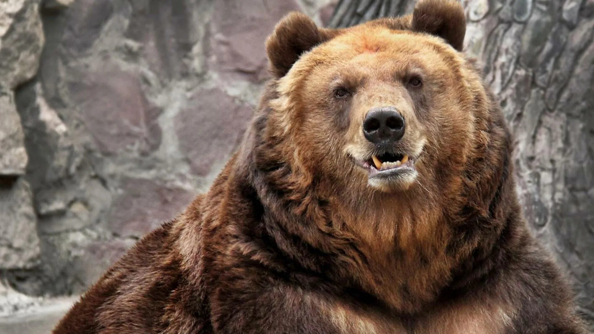 Медведь прогнозы. Медведь прогнозы. Американский медведь гризли. Медведь машет лапой. Грозный бурый медведь.