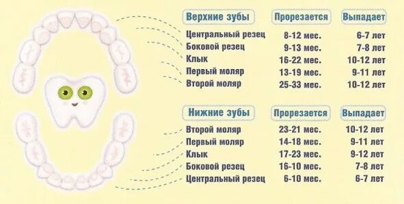 Во сколько месяцев появляются первые. Зубы график прорезывания молочных зубов. Зубы таблица прорезывания молочных зубов у детей таблица. Зубы у грудничков схема. Как растут молочные зубы у детей схема.