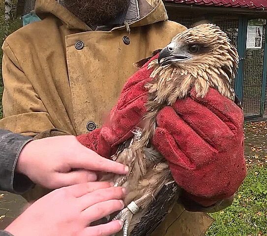 Коршун возвращается в павильон геншин. Коршун сибирский. Коршун возвращается в павильон геншин. Совы в питере. Если у коршуна зубы.