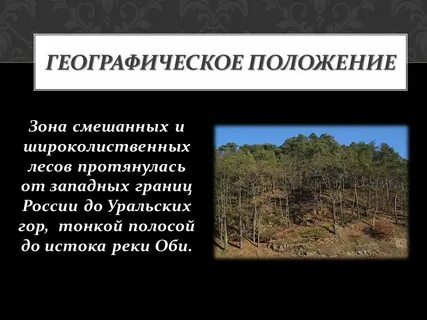 На каком материке находятся смешанные леса