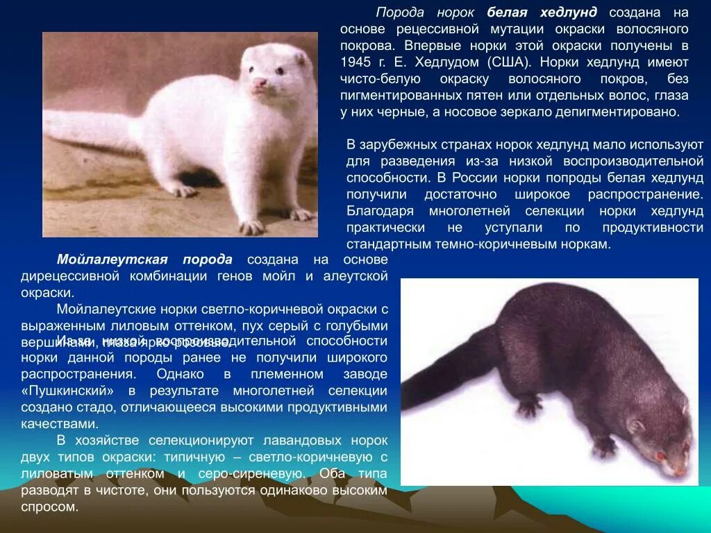 норки бывают. норка животное окрасы. европейская норка mustela lutreola (linnaeus, 1761). норки бывают. норка домашняя.