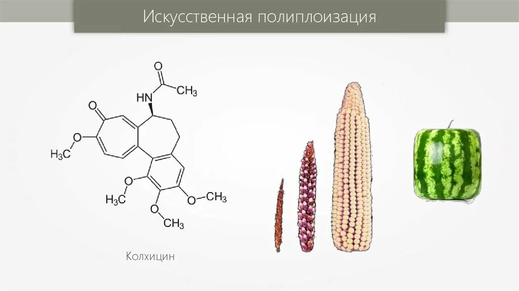 Колхицин мутаген. Колхицин полиплоидия. Колхицин в селекции. Полиплоидизация колхицин.