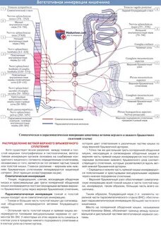Кровоснабжение ободочной кишки