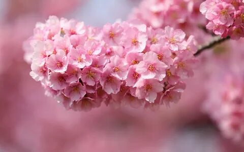 Flower blossom