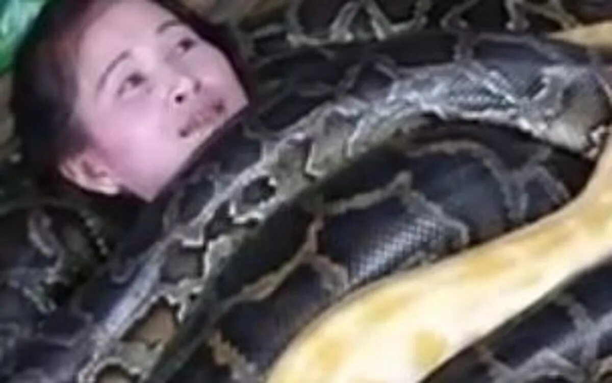 Фотосессия с питоном. Фотосессия с питоном. Сетчатыё питон счеловеко. Фотосессия со змеями. Питон худеет.