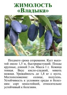 Жимолость созревание