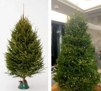 Искусственные ели виды