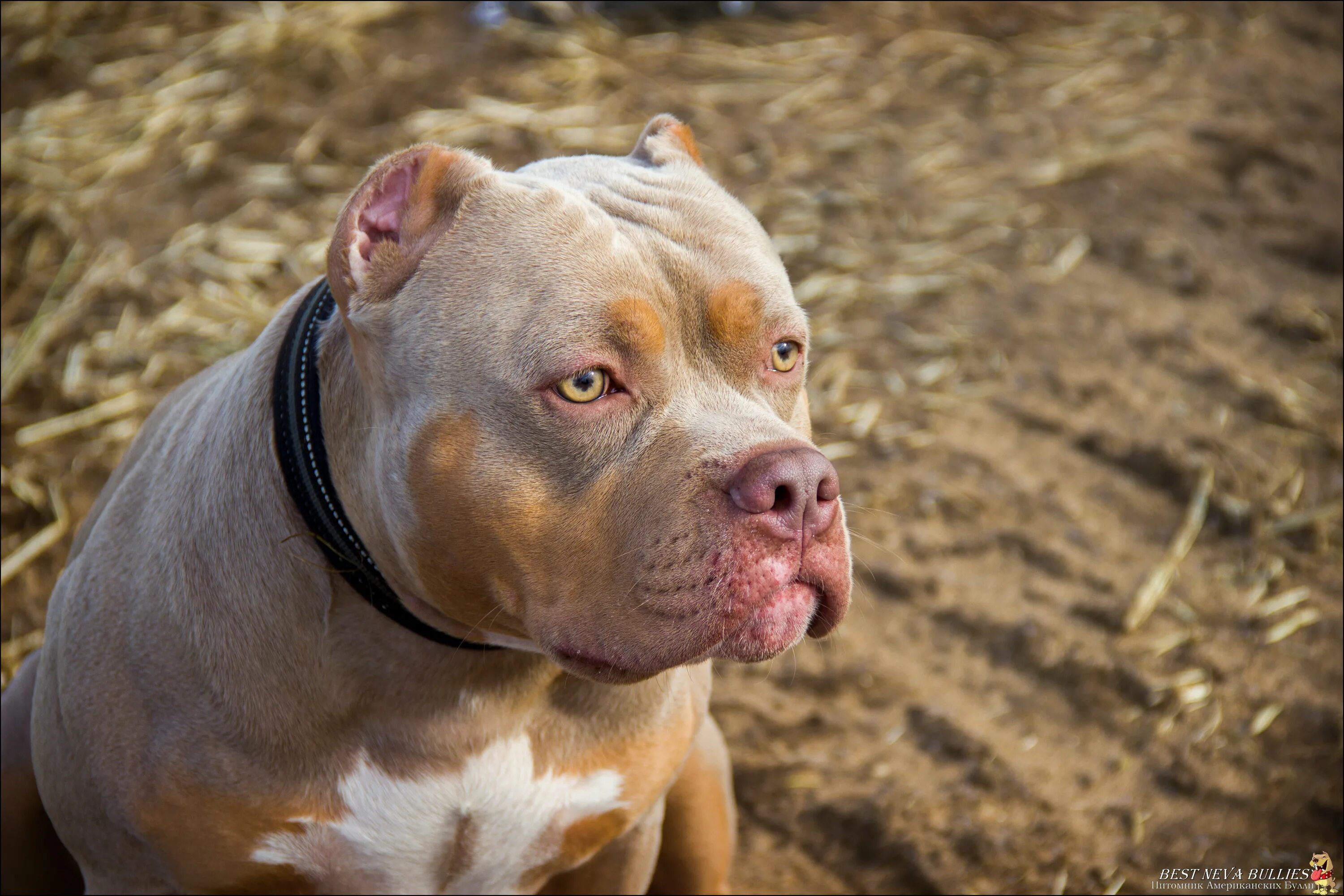 Best bully