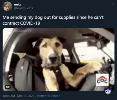 Dog is out