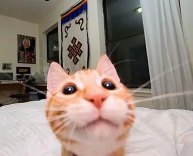 Котик гато