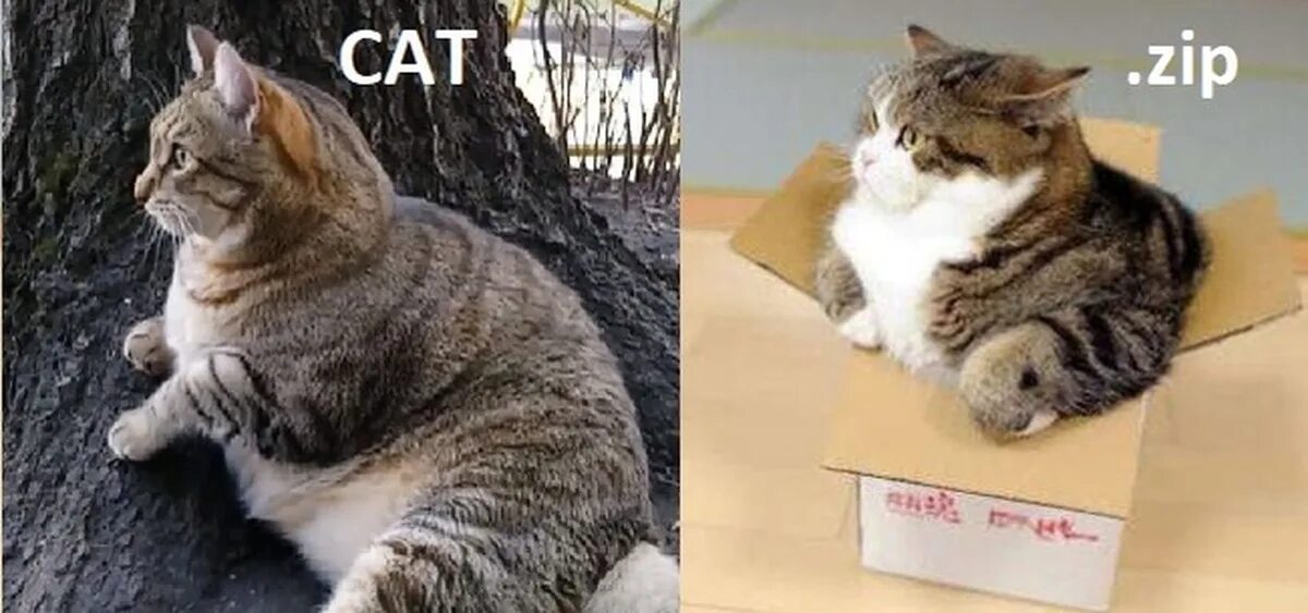 Зип кот