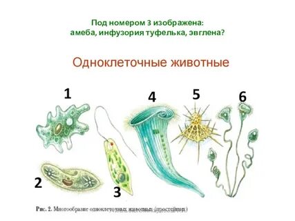 Как передвигаются жгутиконосцы и инфузории