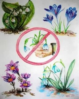 Растения плакат