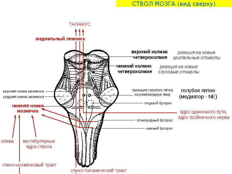 Ядра черепных нервов продолговатого мозга. Латеральное вестибулярное ядро продолговатого мозга. Ядра ствола мозга вестибулярные мозга. Ядра ромбовидной ямки схема.