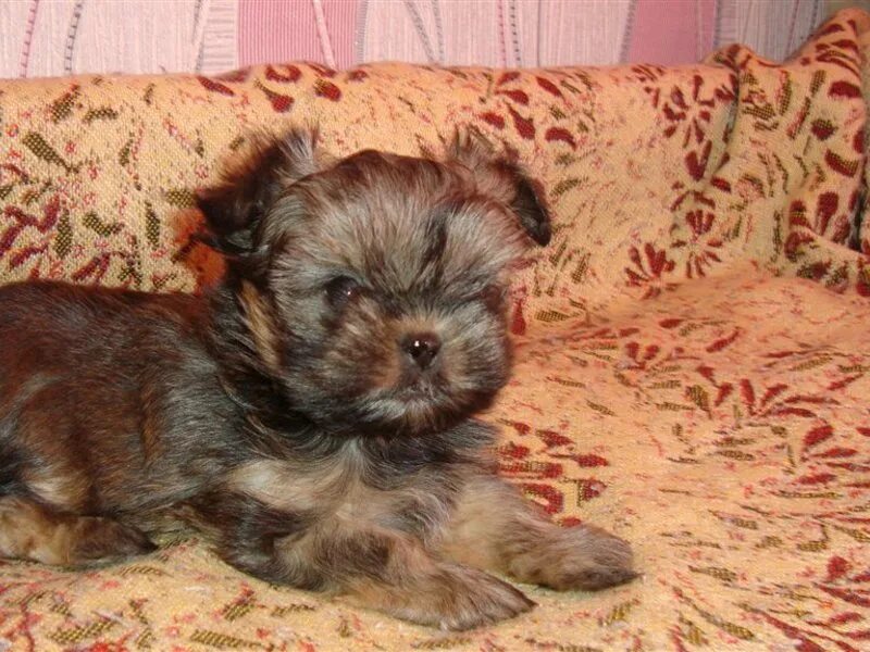 Щенки череповец. Щенки череповец. Щенки череповец. Авито череповец. Авито череповец собаки.