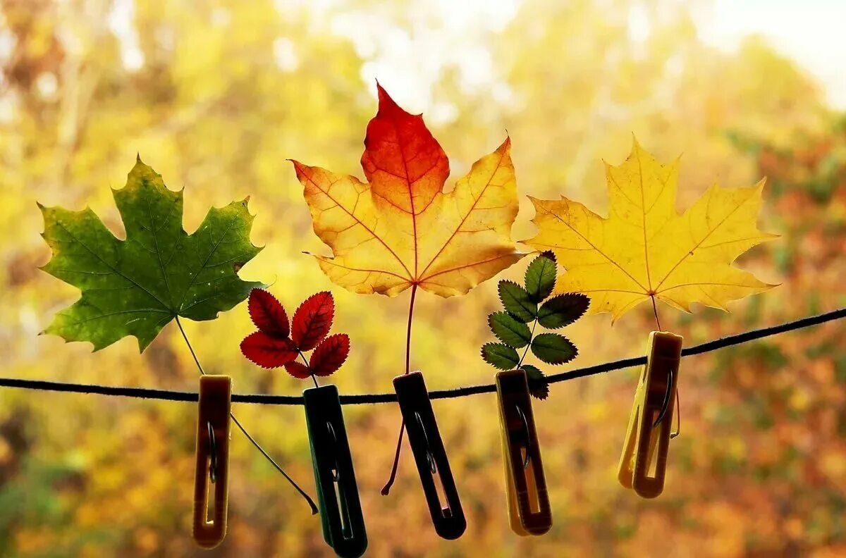 Осеннее настроение. Позитивная осень. Осень картинки. Осеннее утро.