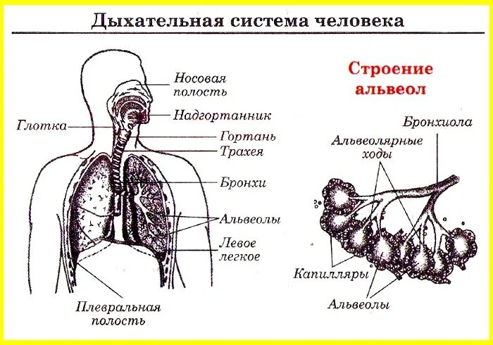 Каковы функции дыхания. Отделы дыхательной системы схема. Система органов дыхания человека схема. Дыхательная система схема ЕГЭ. Функции дыхательной системы человека схема.