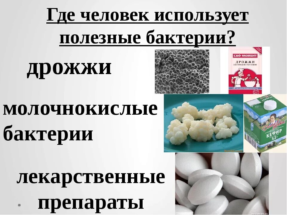 Полезные бактерии для человека. Какие бактерии полезны человеку. Полезные микробы для человека. Полезные микроорганизмы примеры.