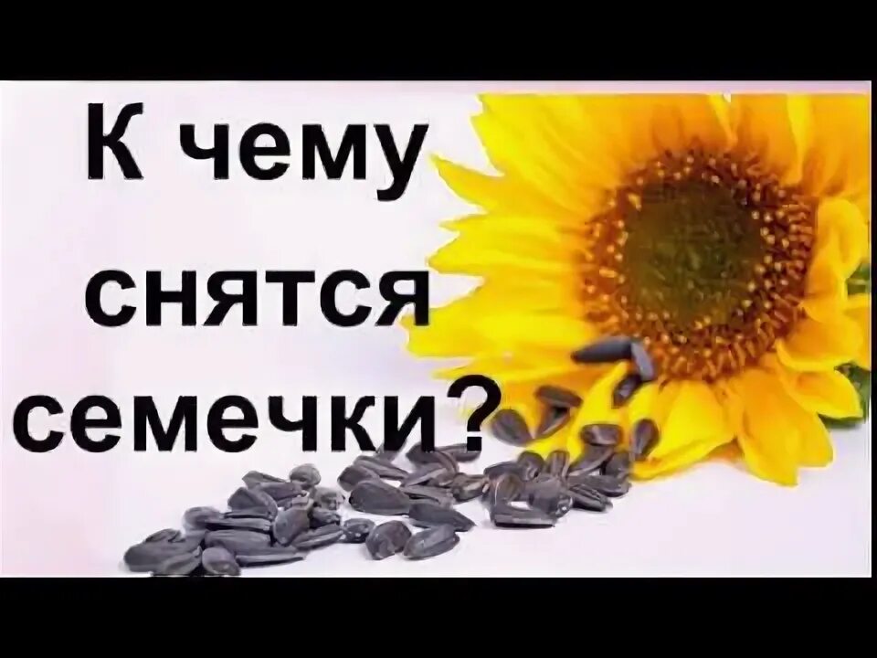 Видеть во сне семечки. Сонник семечки. Лузгать семечки. К чему снится тыква женщине. Приснились семечки подсолнуха.