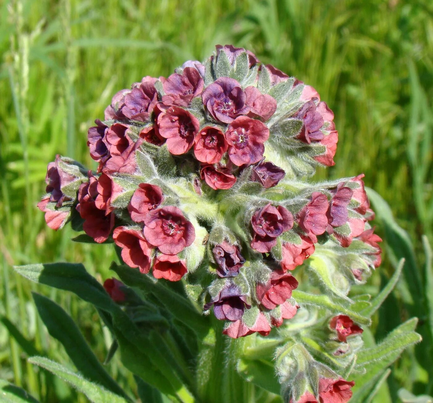Cynoglossum officinale - Image of an specimen - Plantarium