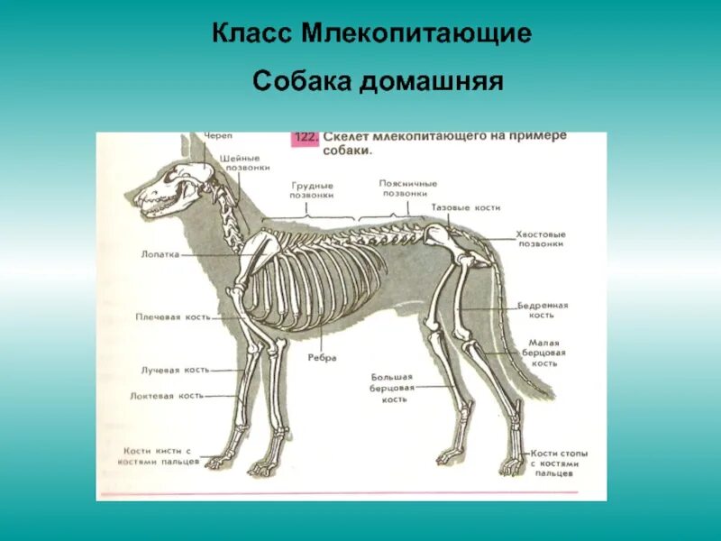 Кости в скелете млекопитающих соединяются между собой. Класс млекопитающие 7 класс биология. Скелет млекопитающего 7 класс биология. Строение скелета млекопитающих 7 класс. Скелет млекопитающего 8 класс биология.