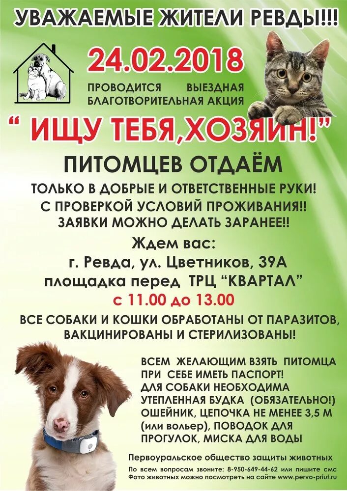 Номер телефона приюта для кошек. Общественные объединения защита бездомных животных. Первоуральский приют для животных. Общество защиты животных кемерово. Общество защиты животных кемерово.