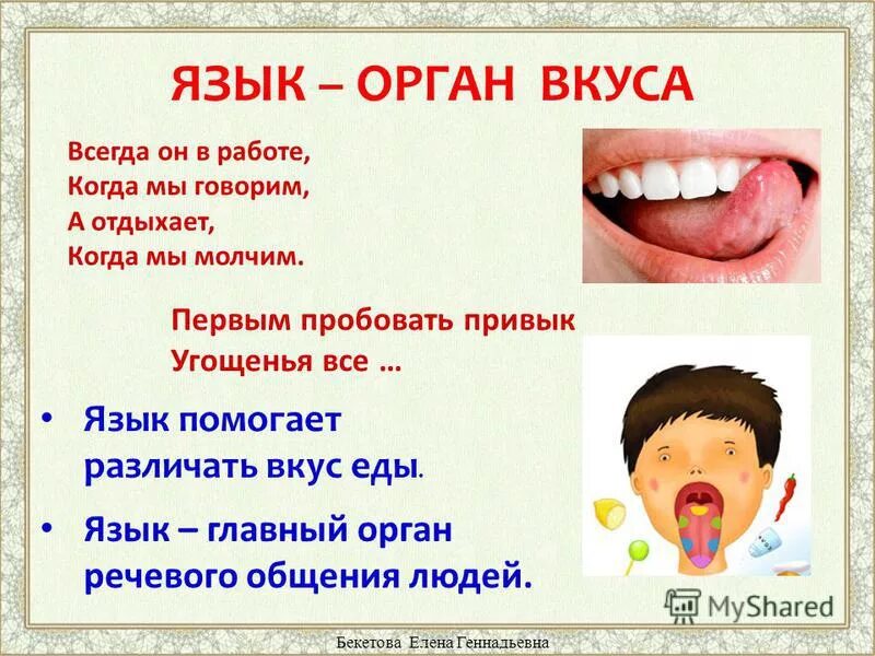 Значение слова рот. Язык орган чувств. Язык орган чувств для детей.