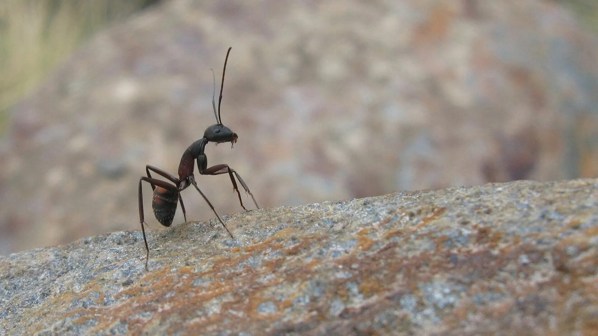 Насекомые муравей. Жук муравей. Муравьиный Жук. Колесный Жук муравей. Muravi