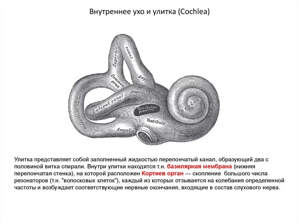 Чем заполнено внутреннее ухо. Строение улитки внутреннего уха. Строение улитки уха. Строение внутреннего уха жидкость. Строение улитки уха человека.