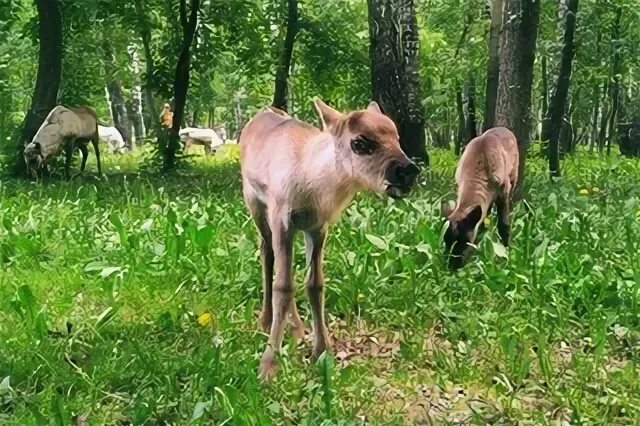 Зоопарк березовая роща новосибирск