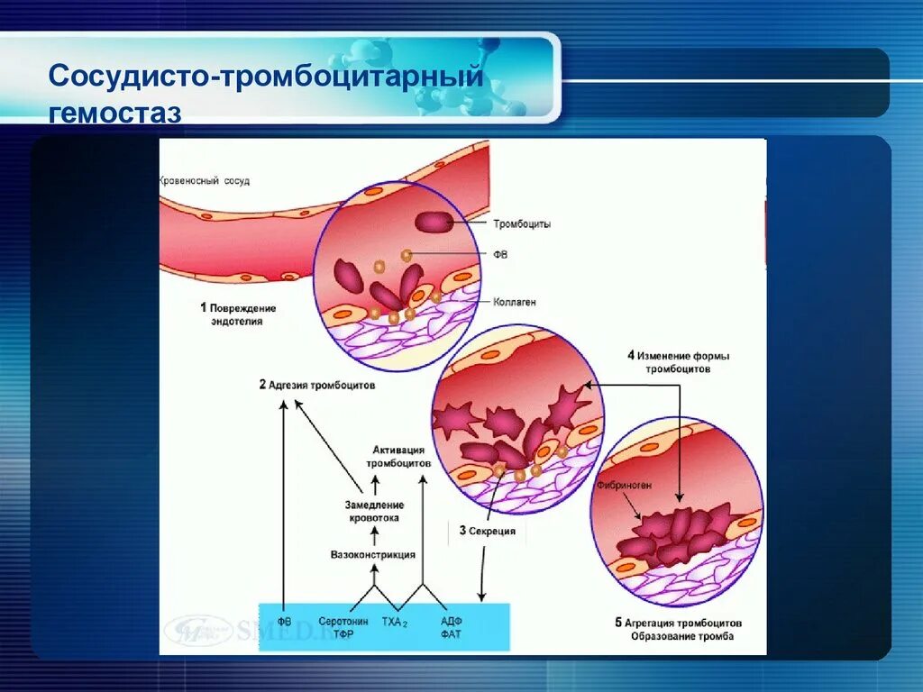 Механизм сосудисто тромбоциты гемостаз. Тромбоцитарный и коагуляционный гемостаз. Схема образования тромбоцитарного тромба. Тромбоцитарный механизм гемостаза. Механизмы тромбов