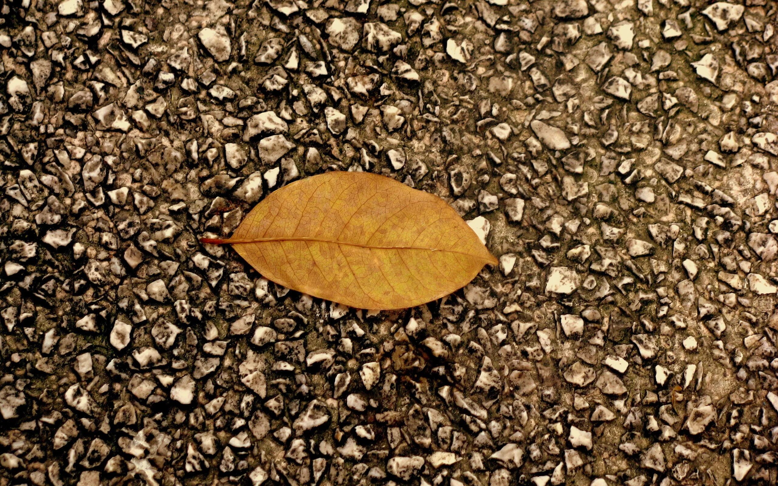 Leaf stone. Обои листья. Листья на асфальте осень. Сухой лист текстура. Асфальт.