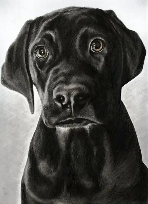 Рисунки черных собак. Рисунки. Собака рисунок. Красивые рисунки. Собака черным карандашом.