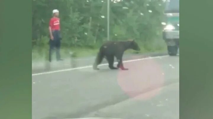 Бездомная кошка набросилась на женщину и нанесла ей серьезные травмы - YouTube
