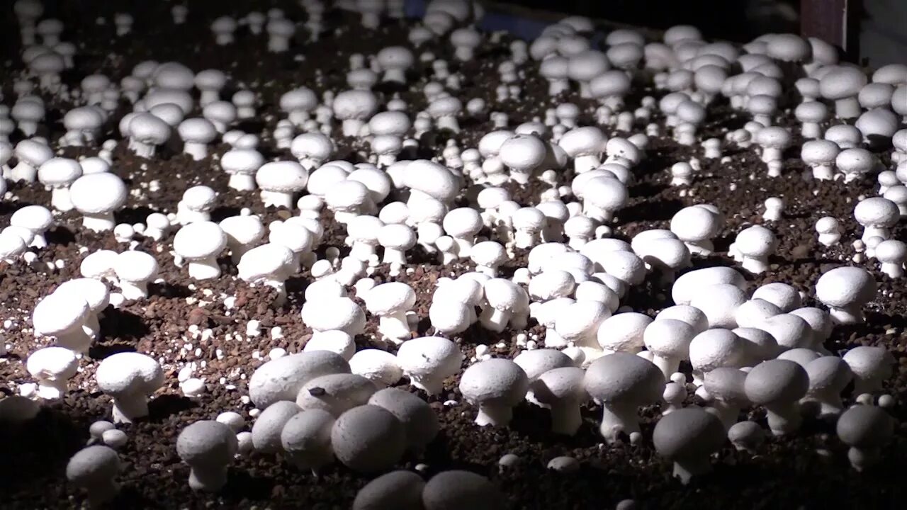 Почему шампиньоны можно выращивать на искусственных средах. Семена шампиньонов. Компостный мицелий шампиньонов. Посев мицелия (семян шампиньонов). Семена грибов шампиньонов.