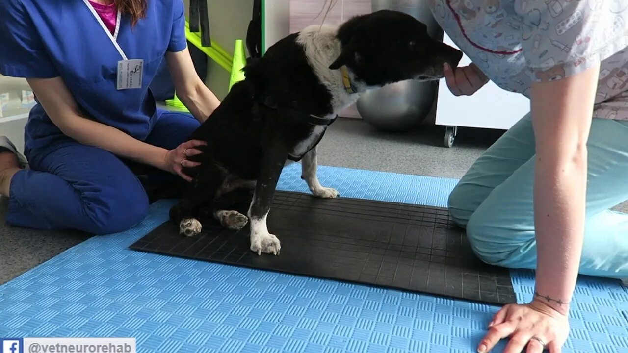 Межпозвоночная грыжа у таксы. Реабилитация собак после. Реабилитация собак. Реабилитолог для собак. Реабилитация собак после.